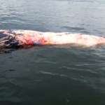 Martwy wieloryb ze Świnoujścia wypłynął 30 km dalej