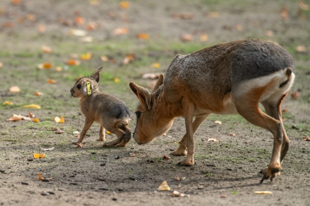 Mary patagońskie często mylone są z innymi zwierzętami /ZOO we Wrocławiu  /Materiały prasowe