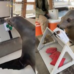 Marynarka Wojenna Stanów Zjednoczonych trenuje zwierzęta przy pomocy gier