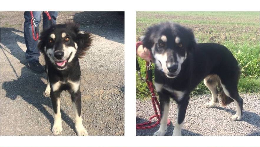 Marysia błąkała się przy hotelu przez kilka dni /Facebook /