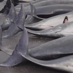 Masakra 100 delfinów na Wyspach Owczych. Zaostrzenie przepisów nie pomogło