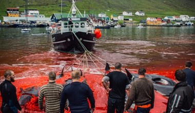 Masakra delfinów na Wyspach Owczych. Początek końca krwawego rytuału