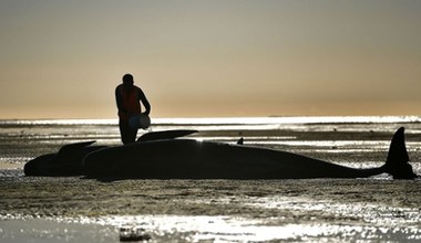 Masakra delfinów w Nowej Zelandii. Nie żyje 30 grindwali