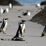 Masakra u wybrzeży RPA: Pszczoły zabiły 63 pingwiny