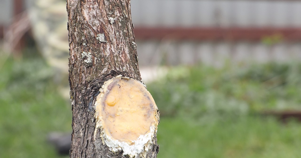 Maść ogrodnicza z żywicy i wosku lub pasta z węgla drzewnego skutecznie zabezpieczają świeże rany po cięciu sekatorem