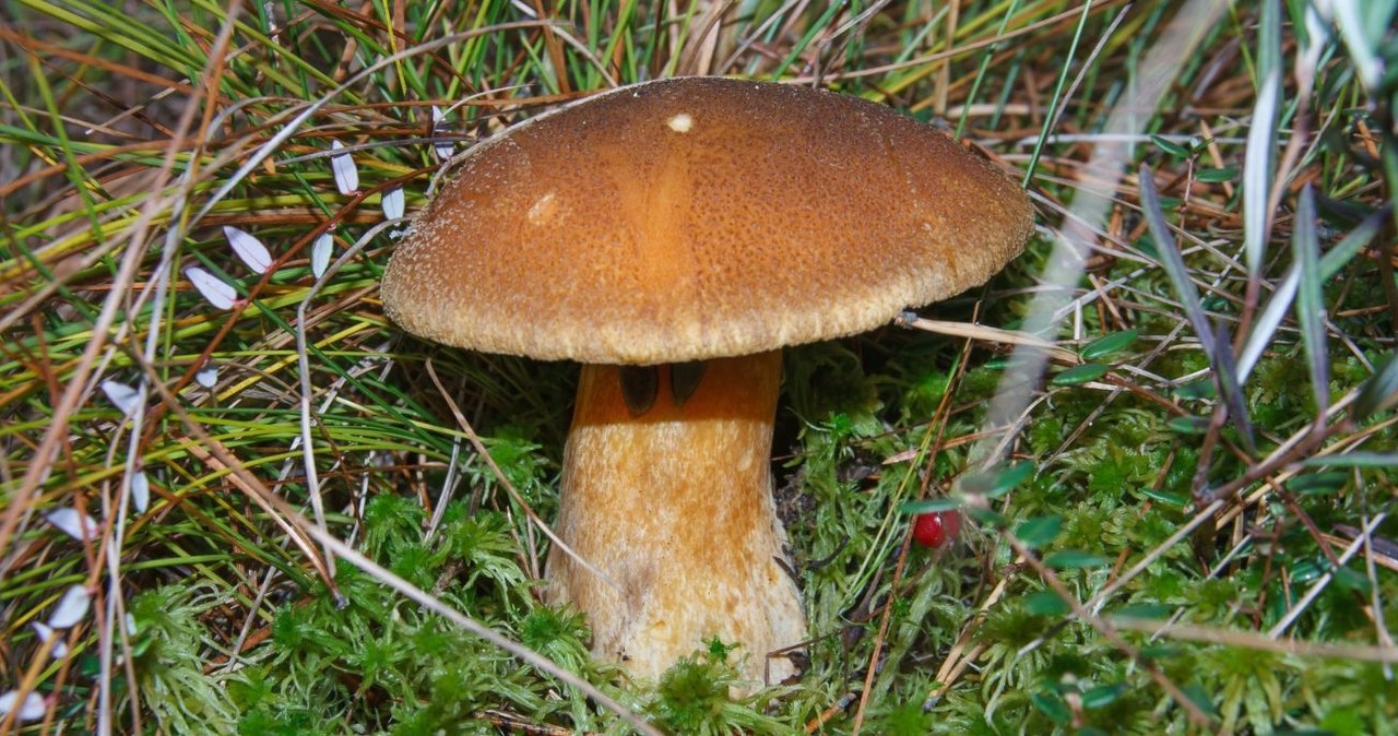 Maślak pstry często jest pomijany przez grzybiarzy /Andrey Gaverdovsky /CC BY-SA 2.0