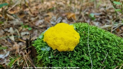 "Masło czarownicy" w Wielkopolsce. "Nie roślina, nie zwierzę, nie grzyb"