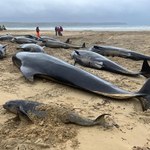 Masowa śmierć wielorybów. Zostały wyrzucone na brzeg