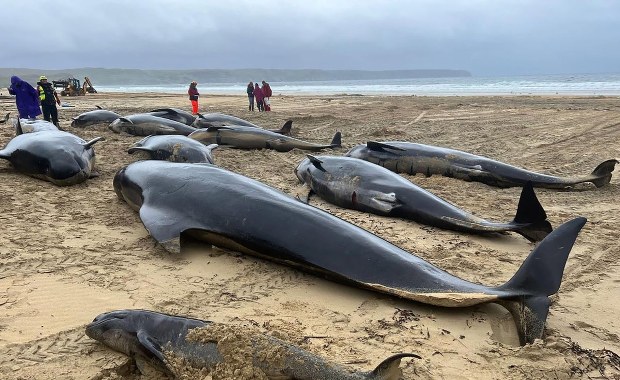 Masowa śmierć wielorybów. Zostały wyrzucone na brzeg