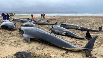 Masowa śmierć wielorybów. Zostały wyrzucone na brzeg