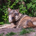 WWF Masowa śmierć wilków w parku narodowym. Trucizna zebrała żniwo