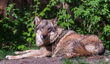 Masowa śmierć wilków w parku narodowym. Trucizna zebrała żniwo 