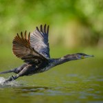 ptaki wodne Masowe odstrzały ptaków nie uratują ryb. Ornitolodzy podnieśli alarm