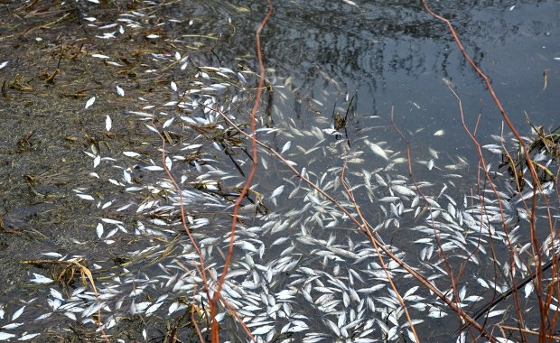 Masowe śnięcia ryb w Kanale Gliwickim. Badania przynoszą odpowiedź