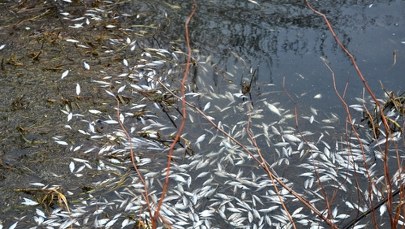 Masowe śnięcia ryb w Kanale Gliwickim. Badania przynoszą odpowiedź