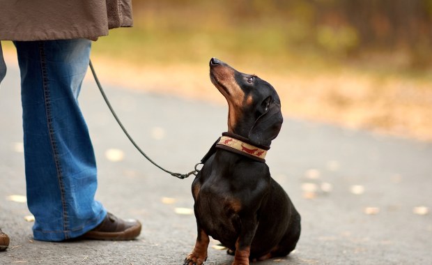 Masowe trucie psów w Krakowie? Policja uspokaja