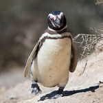 Masowe wymieranie pingwinów. Fala ciepła zabiła 354 osobniki