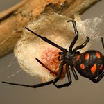 Masowo palą jaja i kokony. Kraj wypowiedział wojnę jadowitym pająkom