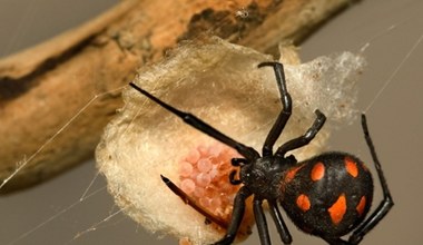 Masowo palą jaja i kokony. Kraj wypowiedział wojnę jadowitym pająkom