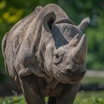 Masowo zabijał nosorożce. Baron kłusownictwa został zabity
