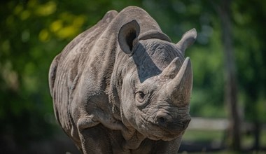 Masowo zabijał nosorożce. Baron kłusownictwa został zabity