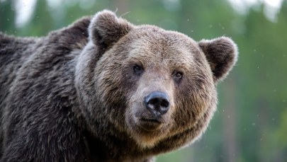 Masowy odstrzał niedźwiedzi na Słowacji. Ekolodzy interweniują