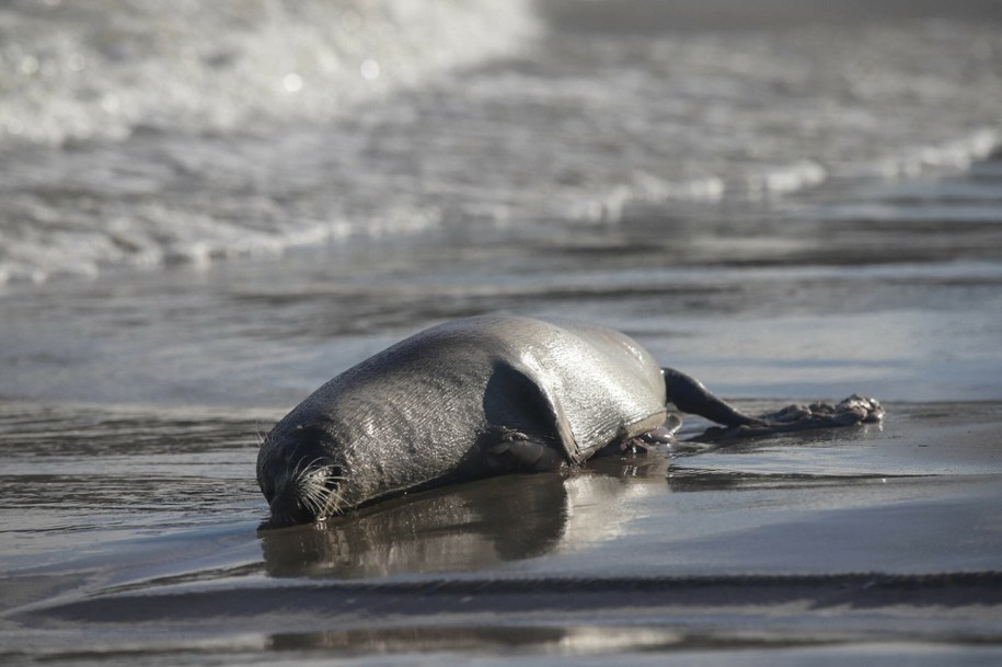 Masowy pomór fok kaspijskich na wybrzeżu Morza Kaspijskiego /Denis Abramov/Anadolu Agency/ABACAPRESS.COM /East News