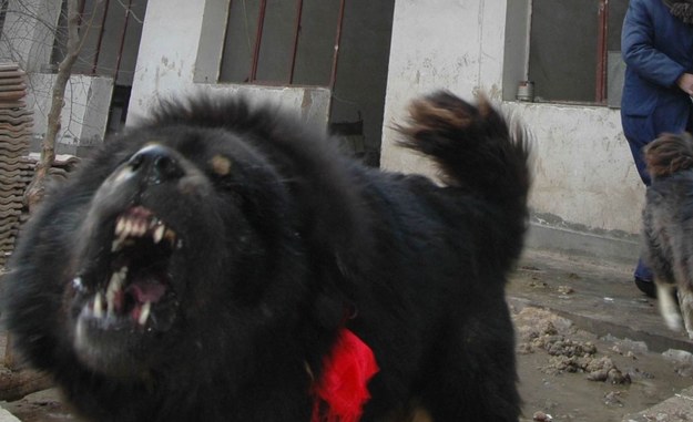 Zmarł 65-latek pogryziony przez mastify tybetańskie