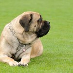 Mastiff angielski: pies stróż