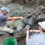 Mastodont sprzed kilkunastu tys. lat. Szczątki mogą wyjaśnić wyginięcie