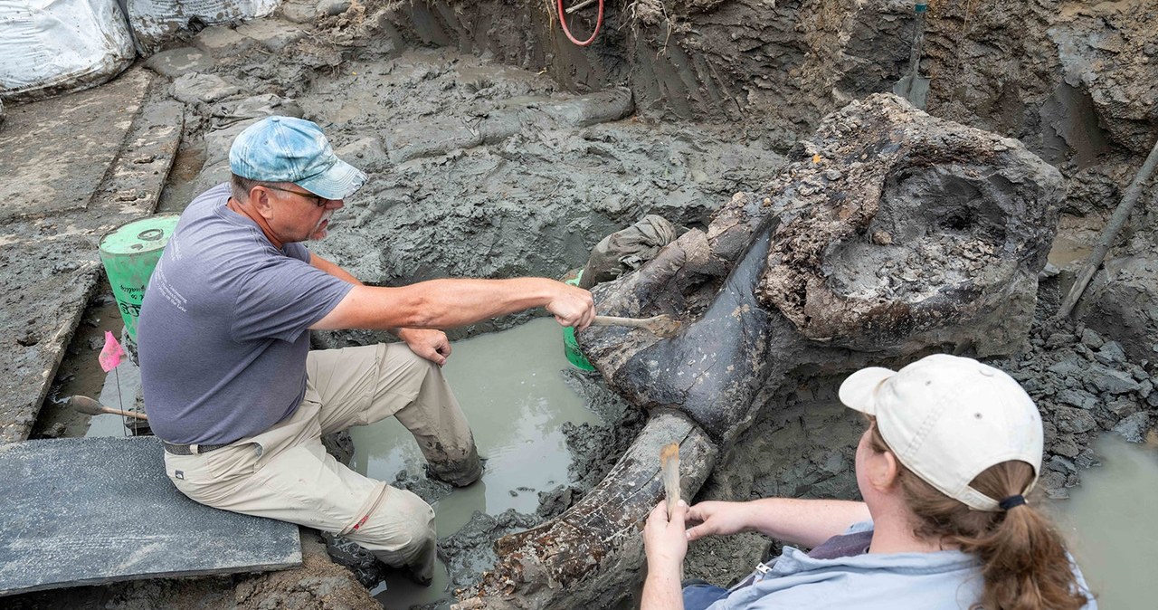 Mastodont sprzed kilkunastu tys. lat. Szczątki mogą wyjaśnić wyginięcie. /Kirk Murray/University of Iowa /materiał zewnętrzny