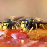 Masz alergię na jad owadów? Zima to najlepszy czas, by rozpocząć odczulanie