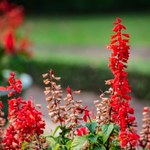 Masz balkon skierowany na południe? Ta roślina uwielbia mocne nasłonecznienie