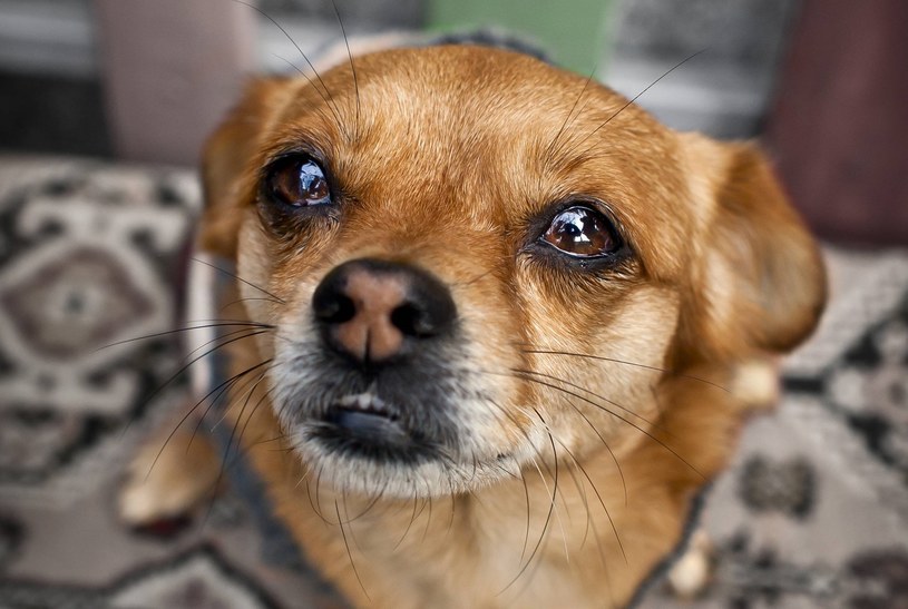 Masz czasem wrażenie, że Twój pies zalewa się łzami? Możliwe, że to nie tylko wrażenie. Naukowcy odkryli, że psie oczy łzawią również wtedy, gdy czworonogi czują radość, np. z powrotu właściciela do domu /123RF/PICSEL
