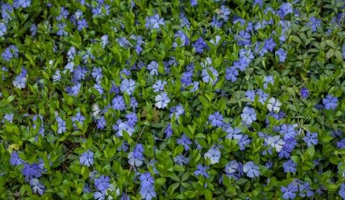 Masz dość chwastów przed domem? Zamiast trawy, wysiej to 