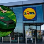 Masz dość koszenia trawy? Ten robot zrobi to za ciebie! Lidl obniżył jego cenę o 400 zł