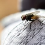 Masz dość much w domu? Wystarczą dwie przyprawy