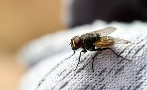 Masz dość much w domu? Wystarczą dwie przyprawy