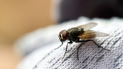 Masz dość much w domu? Wystarczą dwie przyprawy