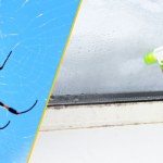 Masz dość pajęczyn? Ten trik działa natychmiast, wystarczy jeden składnik