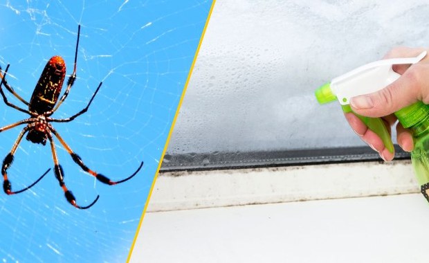 Masz dość pajęczyn? Ten trik działa natychmiast, wystarczy jeden składnik