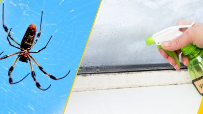 Masz dość pajęczyn? Ten trik działa natychmiast, wystarczy jeden składnik