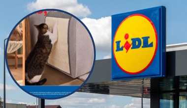 Masz dość podrapanych mebli? Lidl ma rozwiązanie