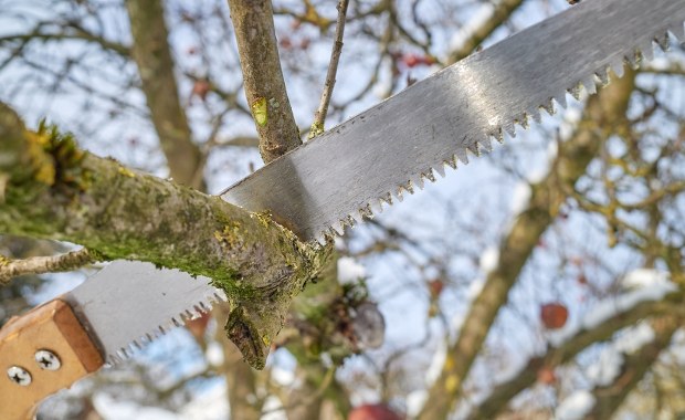 Masz drzewa na działce? Uważaj, zanim chwycisz za piłę