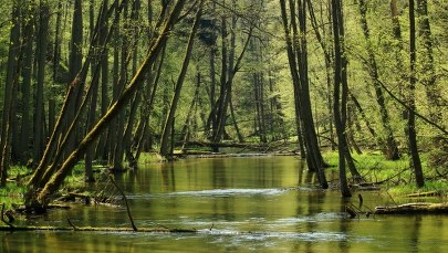 Masz drzewo na działce? Państwo może ją przejąć