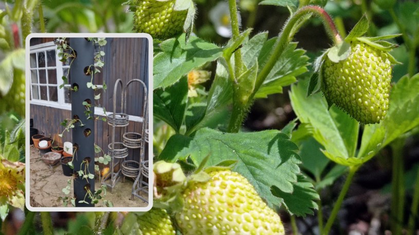 ​Masz mało miejsca w ogrodzie? Posadź truskawki w rurze PCV /Hubert Hardy/REPORTER/Instagram: Agata Kwiecińska (@kwiecinskawogrodzie) /East News