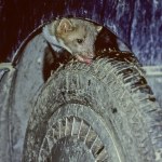 kuny Masz problem z kunami w aucie? Jest tani i skuteczny trik