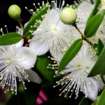 Masz problem z zasypianiem lub budzisz się w nocy? Postaw w sypialni tę roślinę