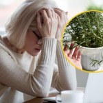 rozmaryn Masz problemy z pamięcią? Te zioła mają moc!