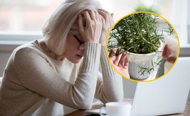 Masz problemy z pamięcią? Te zioła mają moc!